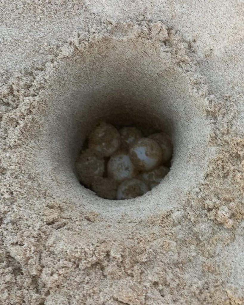 Huevos de tortuga boba en la arena de la playa 