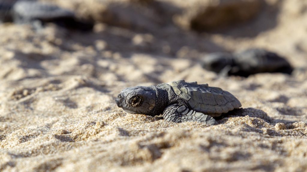 tortuga boba pequeña en la arena 